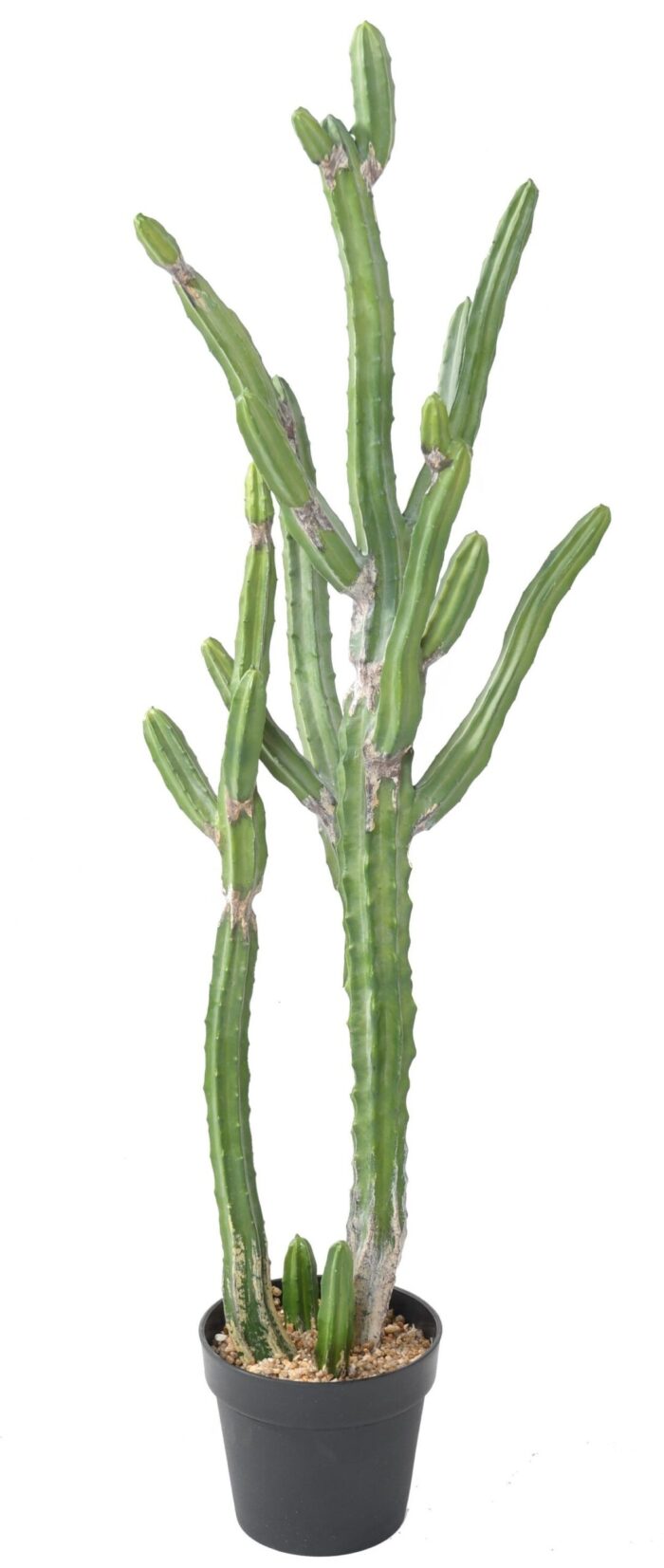 cactus finger l 120 scaled