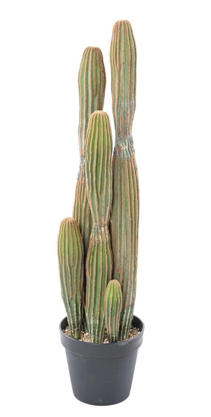 cactus finger x 1 scaled