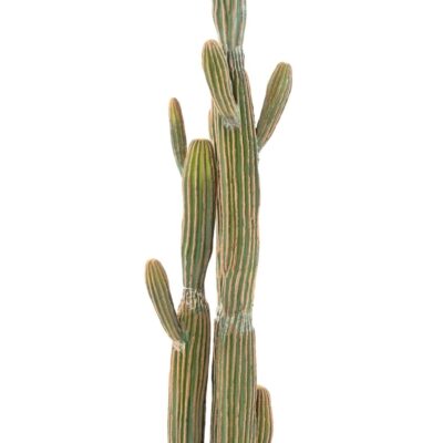 cactus finger x 2 scaled