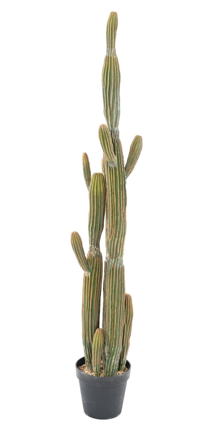 cactus finger x 2 scaled