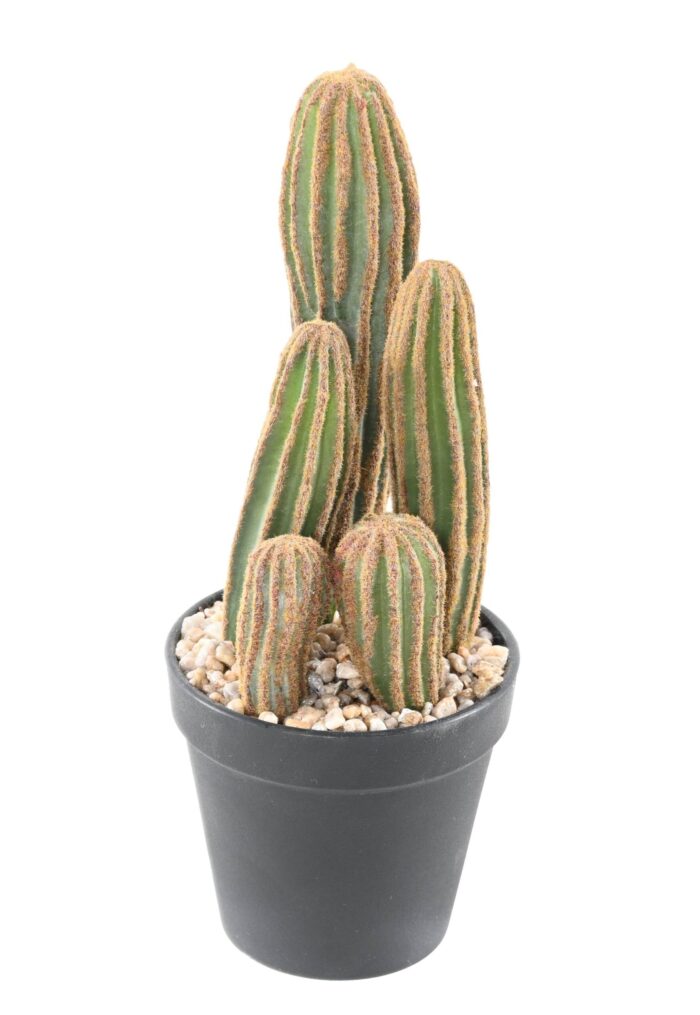 cactus finger x 3 scaled