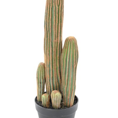 cactus finger x scaled