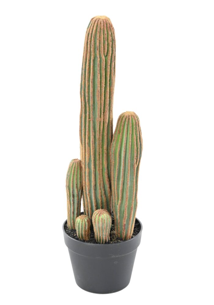 cactus finger x scaled