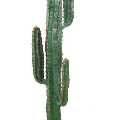 cactus mexico 150 scaled