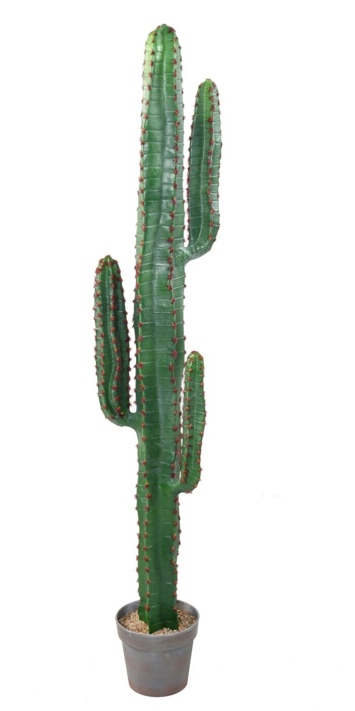 cactus mexico 150 scaled