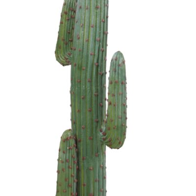 cactus mexico gr scaled