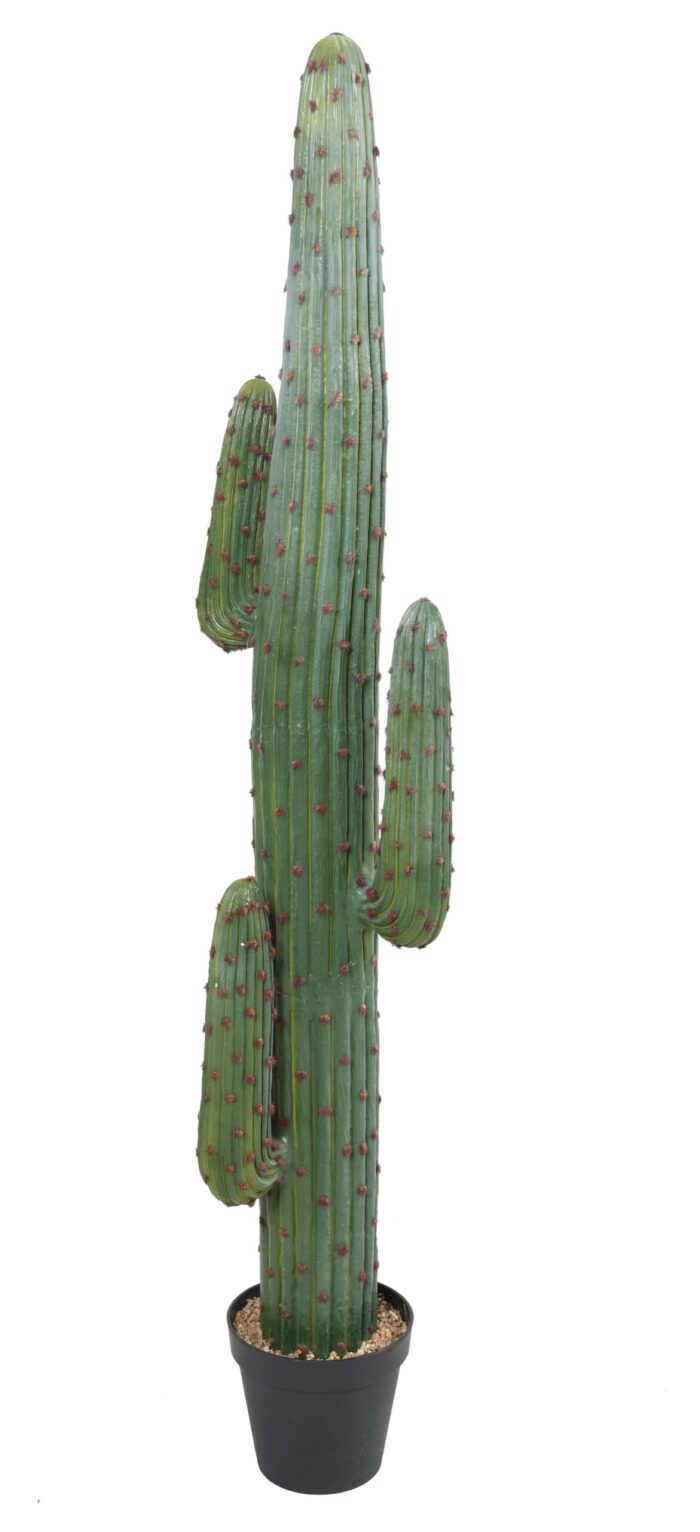 cactus mexico gr scaled