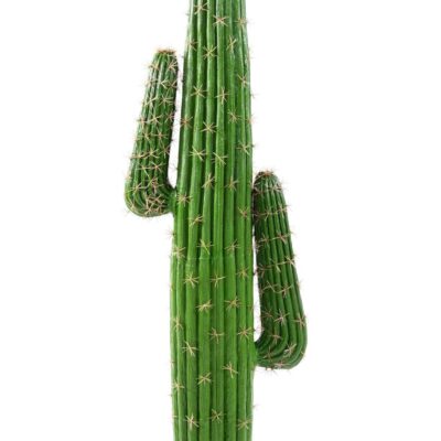 cactus mexico new scaled