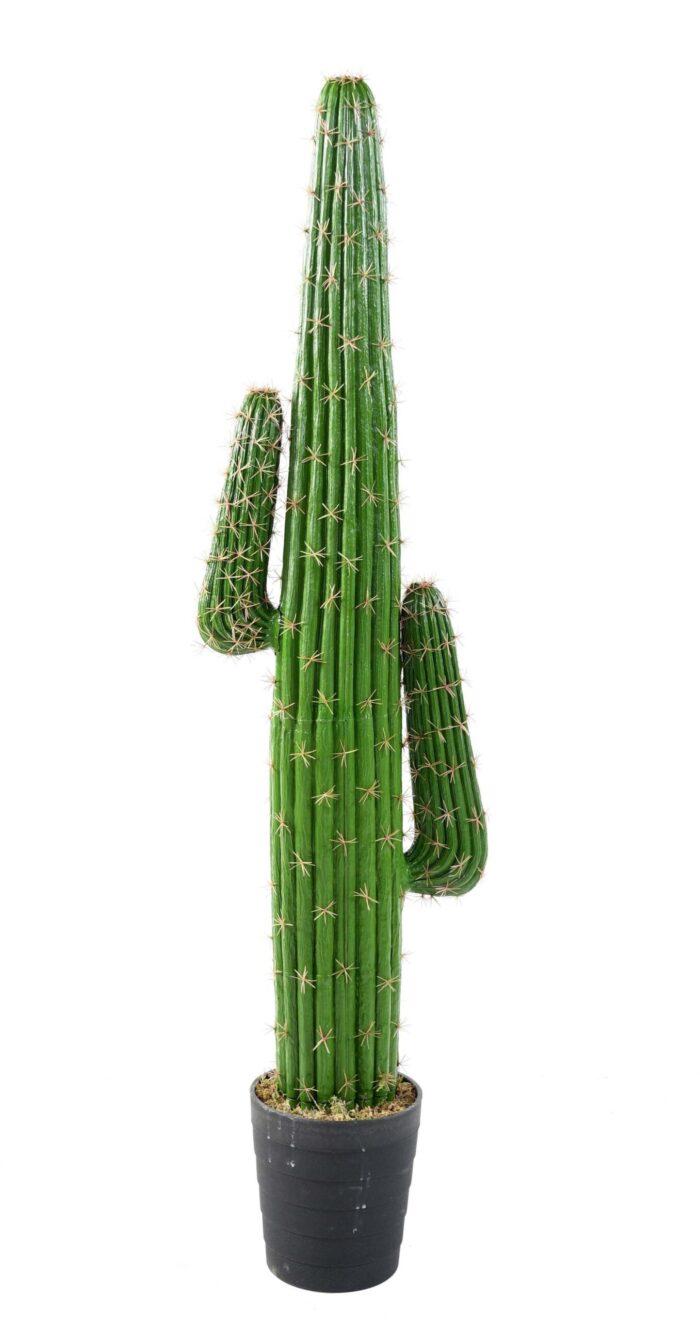 cactus mexico new scaled
