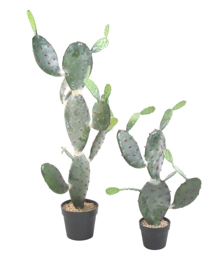 cactus opuntia scaled