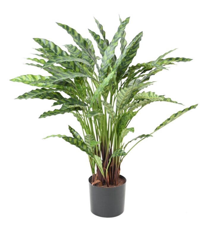 calathea 90cm in pot scaled
