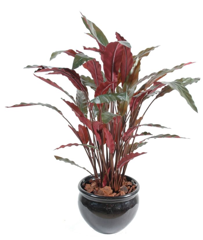 calathea in pot