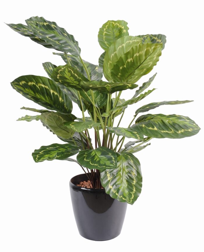 calathea roseopicta 1