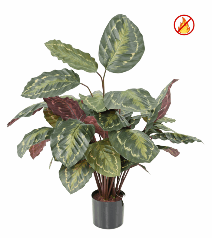 calathea roseopicta fr fire resistant scaled