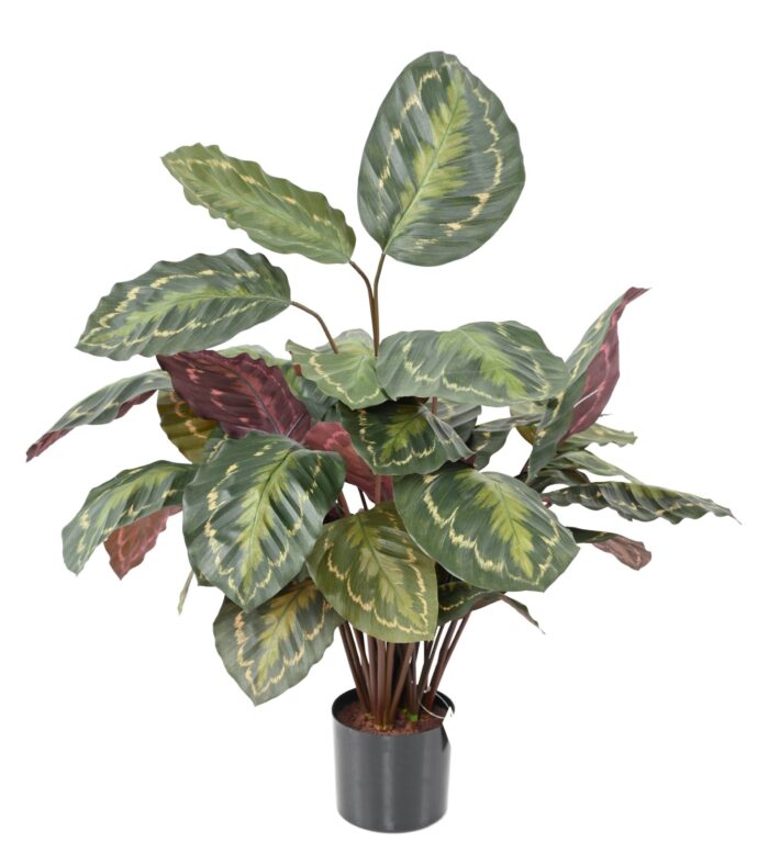 calathea roseopicta scaled