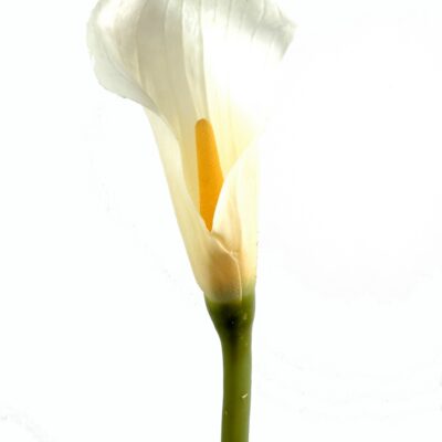 calla lily aroma 1