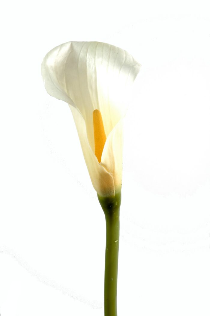 calla lily aroma 1