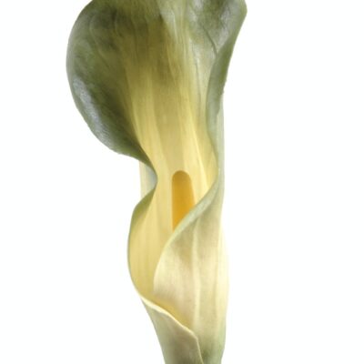 calla lily aroma