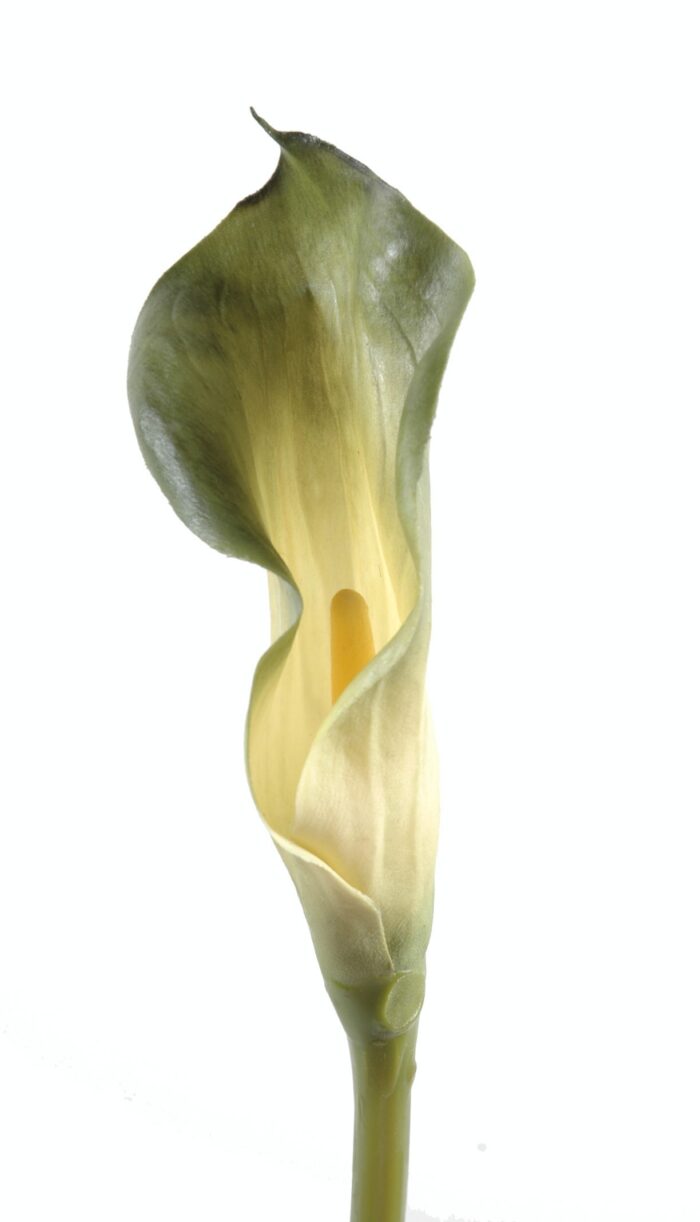 calla lily aroma
