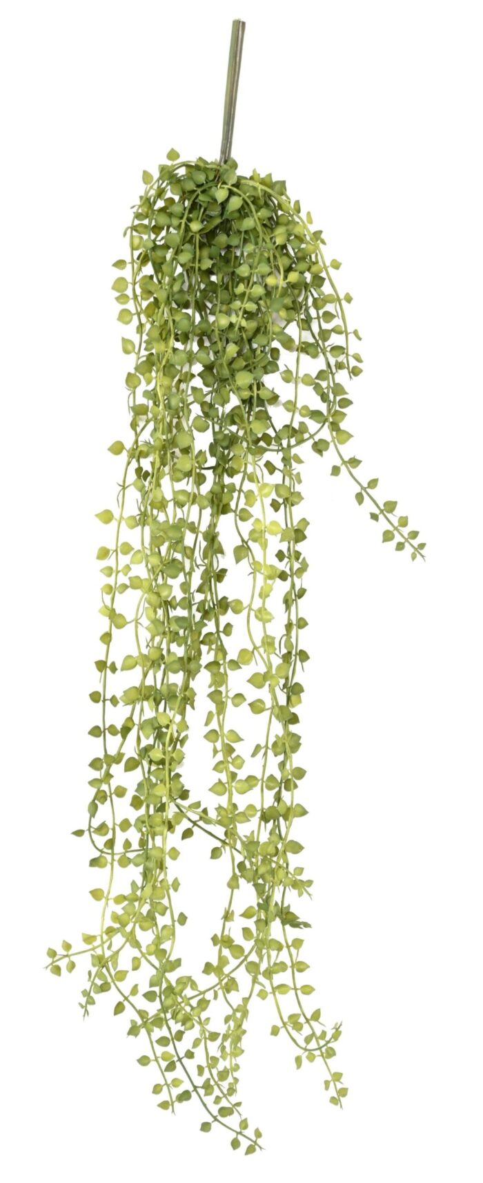 callisia 55 scaled