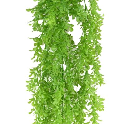 callisia 84 falls scaled