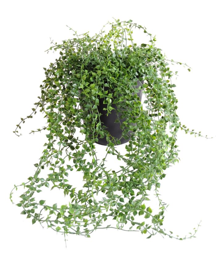 callisia pot plast