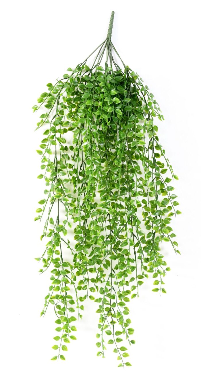 callisia scaled
