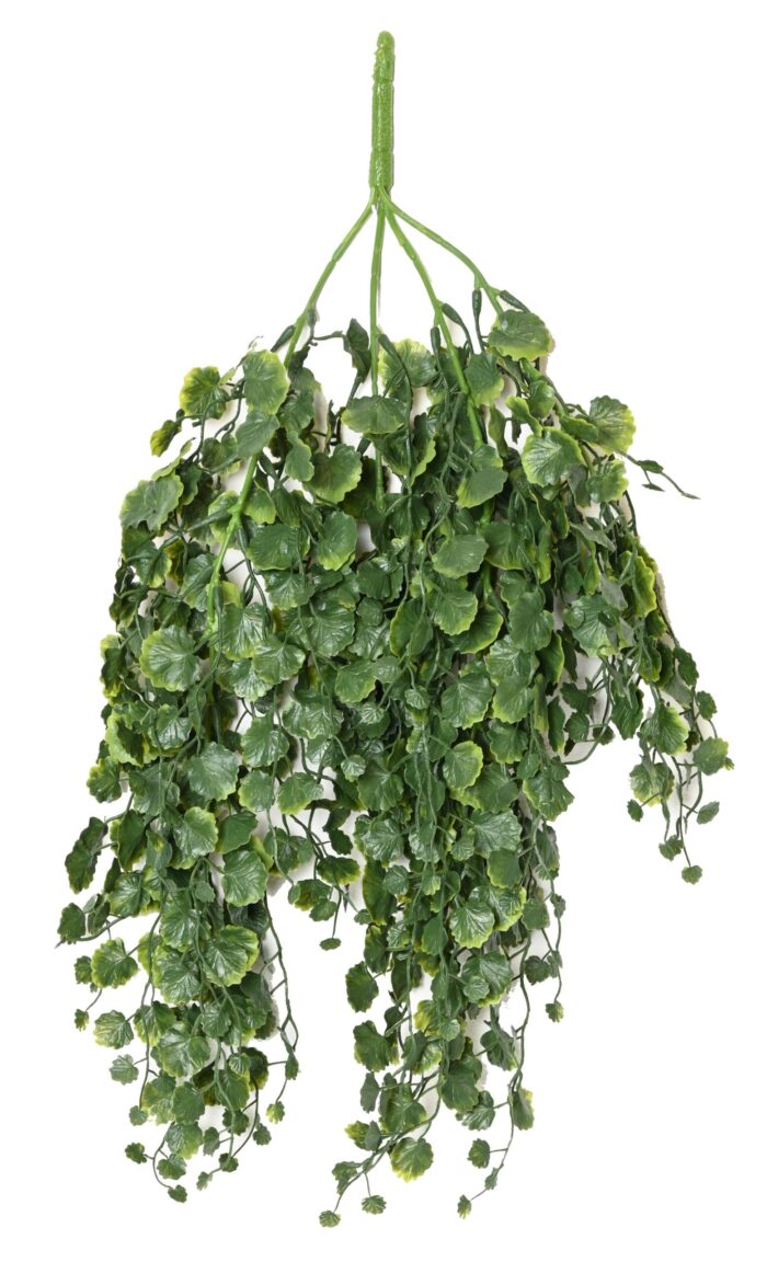 campanula scaled