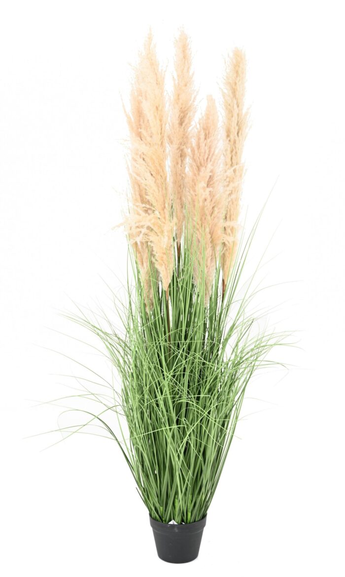 carex 150 scaled