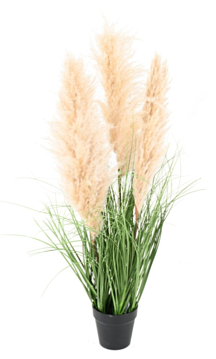 carex 96 scaled