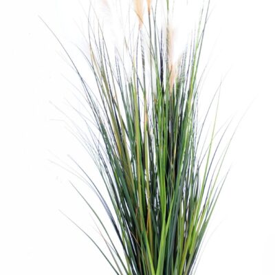 carex gf 1