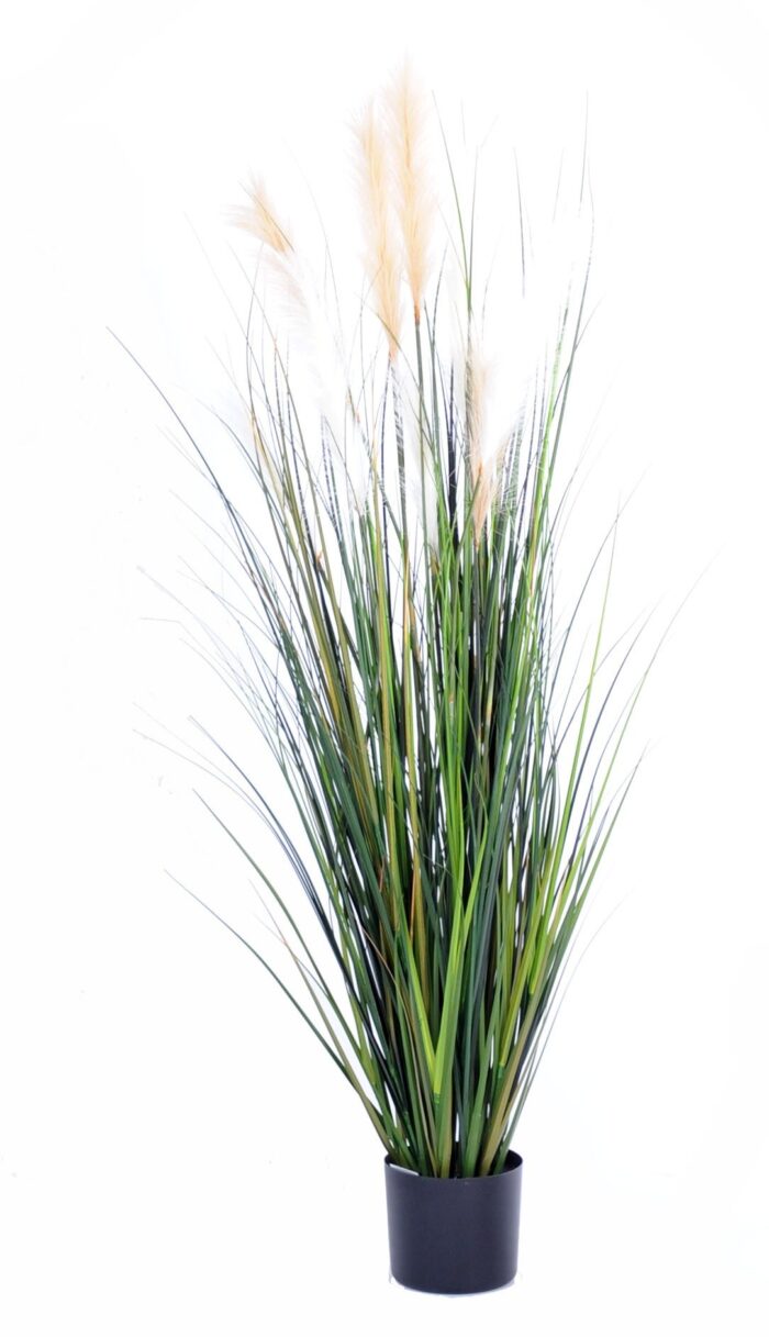 carex gf 1