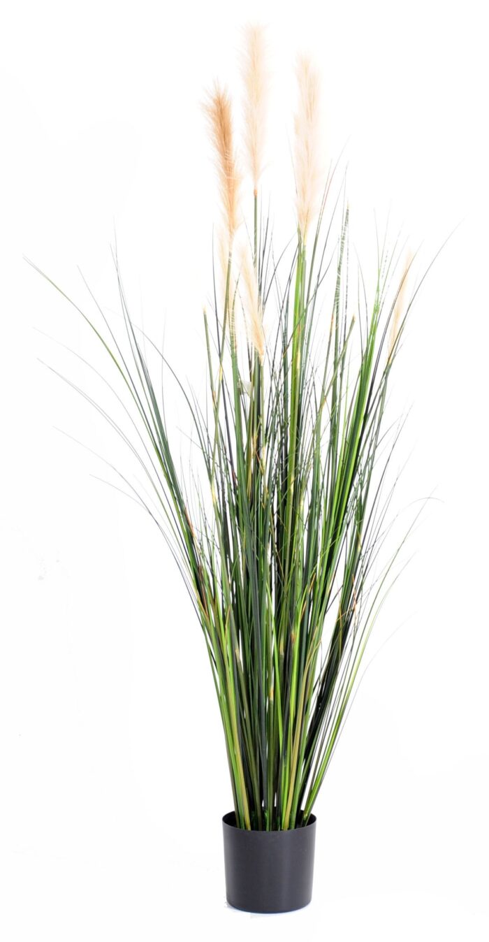 carex gf 2