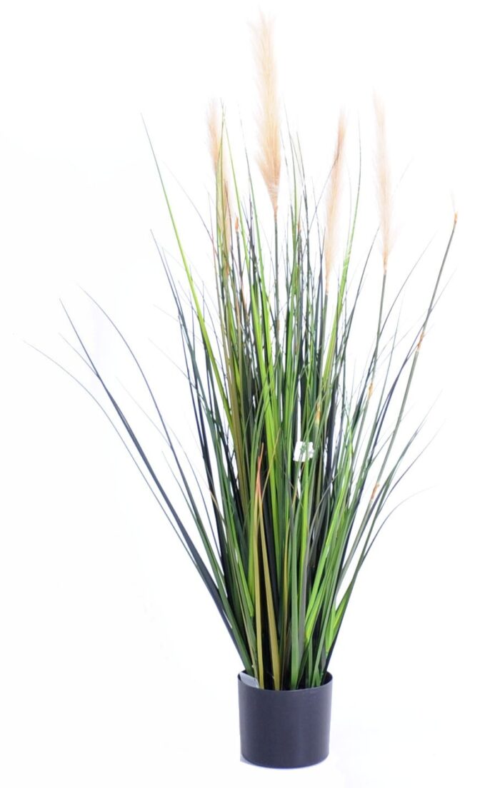 carex gf