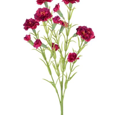 carnation 1 scaled