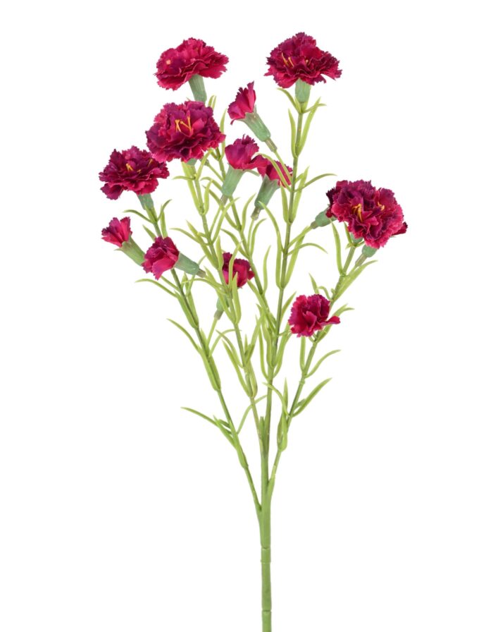 carnation 1 scaled