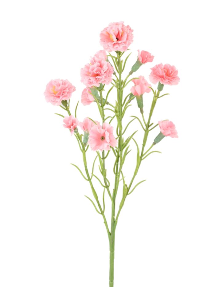 carnation 2 scaled