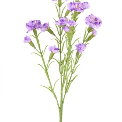 carnation scaled