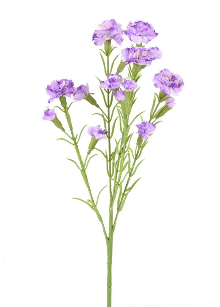 carnation scaled