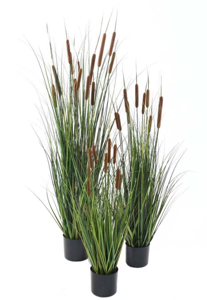 cattail 1