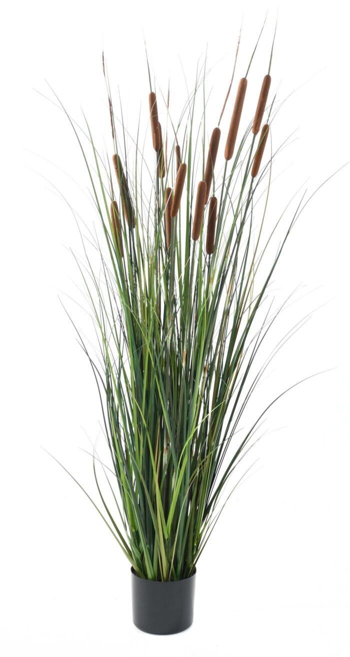 cattail 2 scaled