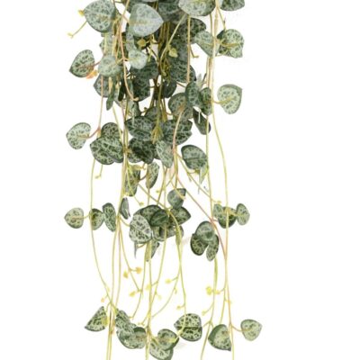 ceropegia 70 fr fire resistant scaled