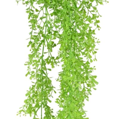 ceropegia mini chute scaled