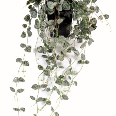 ceropegia string of hearts