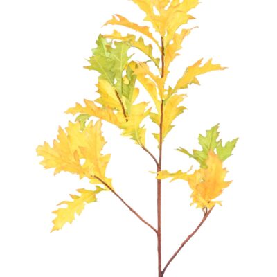 chene d amerique quercus ruba 1 scaled