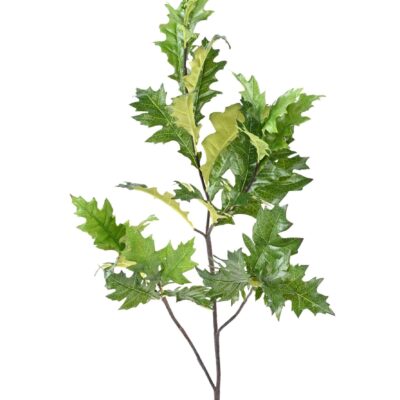 chene d amerique quercus ruba scaled