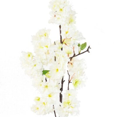 cherry blossom 1 scaled