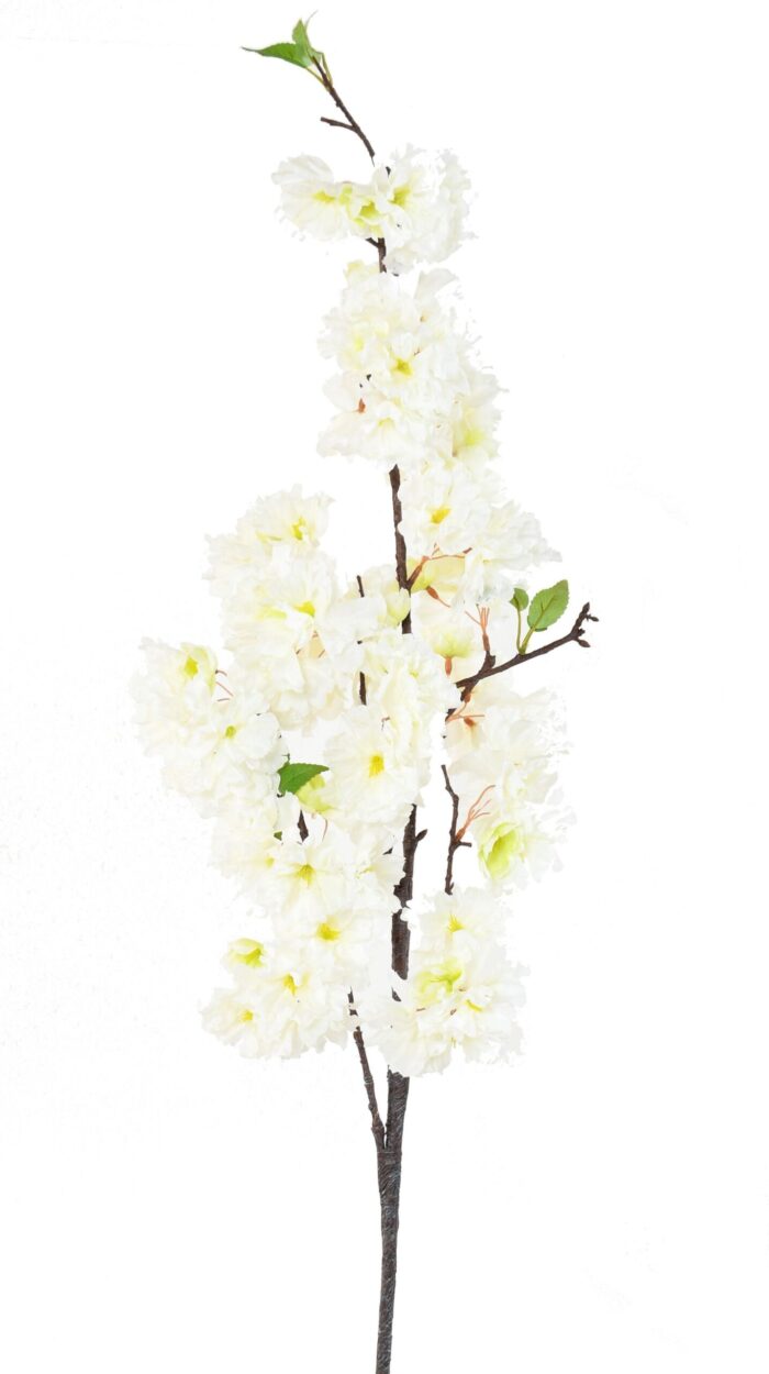 cherry blossom 1 scaled
