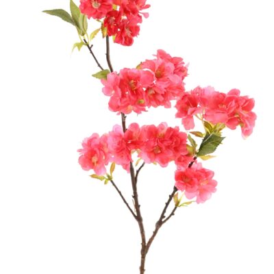 cherry blossom 80 1 scaled