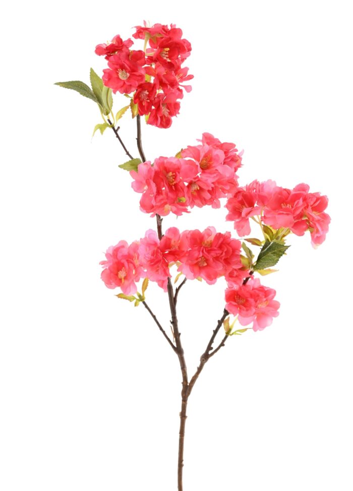 cherry blossom 80 1 scaled
